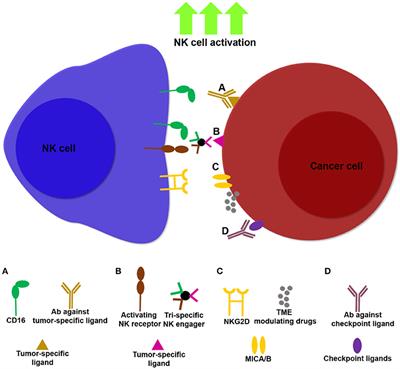 Unleashing Natural Killer Cells in the Tumor Microenvironment–The Next Generation of Immunotherapy?